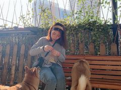 -柴犬高等学院·狗咖·柴犬售卖·宠物训练