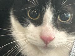 -瑞派申生动物医院·24H夜诊·国际动物医疗中心·骨外科(吴中路店)