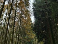 -山王坪喀斯特国家生态公园