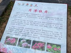 -曹州牡丹园