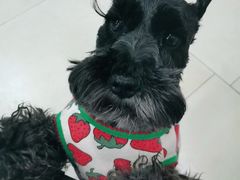 -宠福鑫康馨动物医院·骨科·眼科