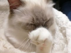 -喵喵咪呀布偶猫咖(春熙路店)