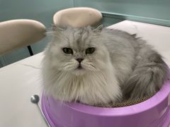 -安格丽娜·狗咖·猫咖羊驼咖(春熙路百盛商场店)