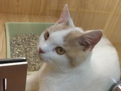 -屋虎猫馆(宝安大仟里店)