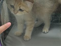 -汪喵宠物医院·骨科心脏影像·犬猫急重症ICU诊疗中心(成华分院)