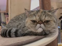 -滚猫咖啡·猫咖·猫友好撸猫(未来城店)