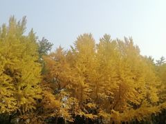 -玲珑塔公园