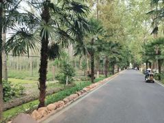 -合肥滨湖国家森林公园