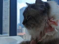 -怪兽屋·羊驼·猫咖·狗咖(俊华广场店)