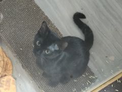 -宠爱国际动物医院·消化内科·心肾内科·ISFM猫友好(望京店)