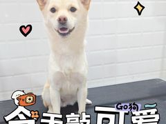 -艾贝尔宠物医院 ·中兽医·宠保定点(北门桥店)