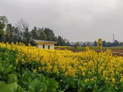 -三圣花乡旅游区