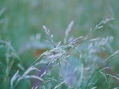 -武陵山森林公园