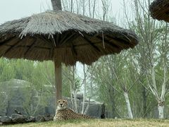 -北京野生动物园