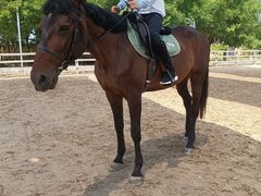 -北京群众马术培训基地