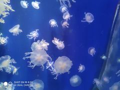 -江和美海洋公园