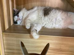 -白兔子密室(长寿路店)