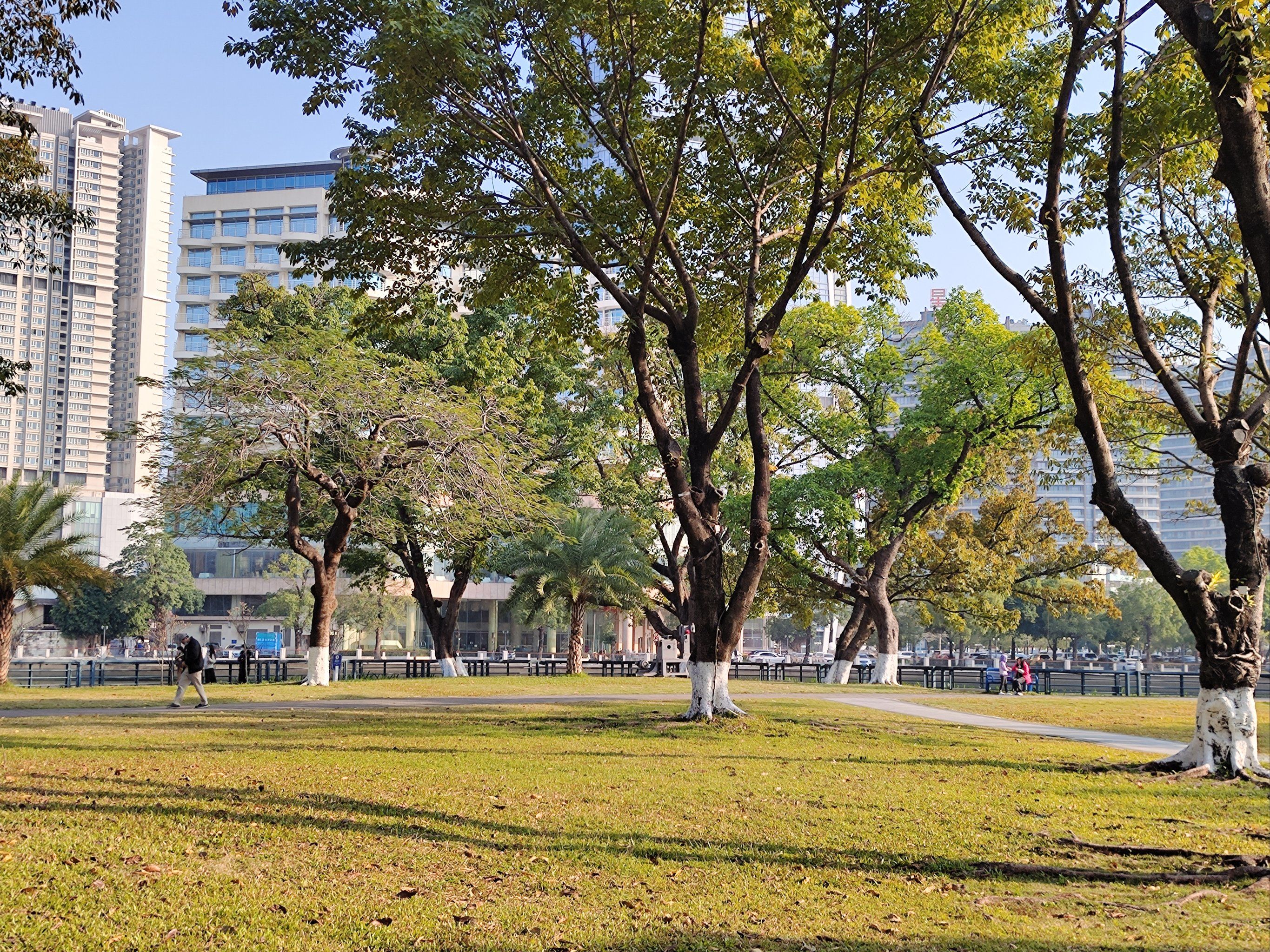 中山美术馆 中山岐江公园落羽杉好美