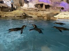 -帝企鹅自助餐厅•儿童岛•真企鹅(长隆企鹅酒店)