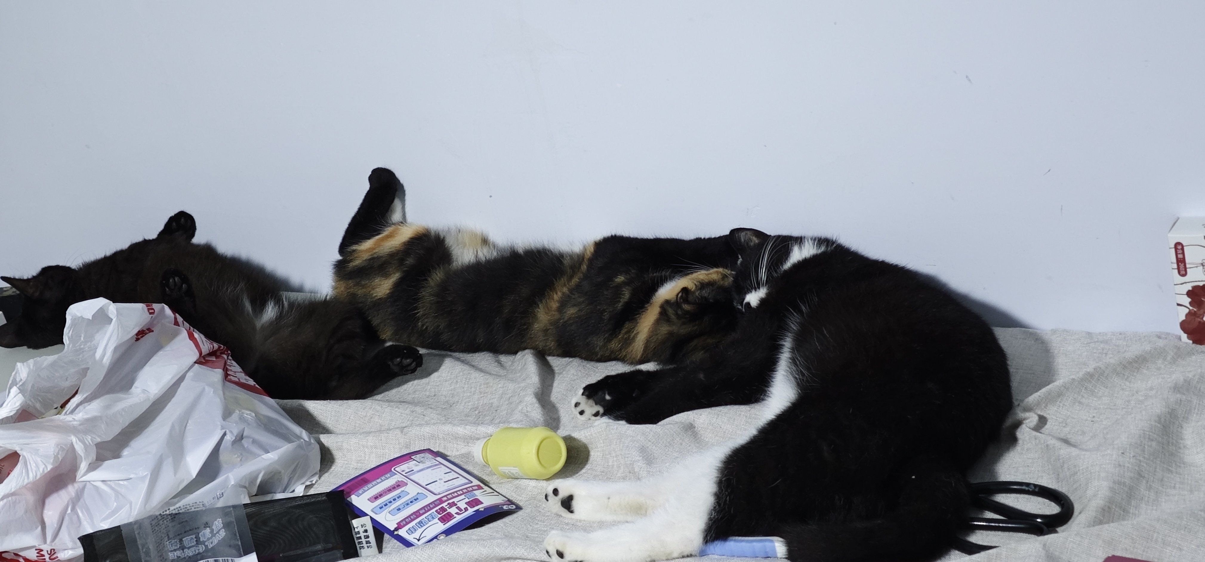 睡的四仰八叉的小猫