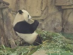 -成都动物园