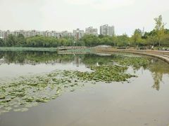 -新江湾城公园