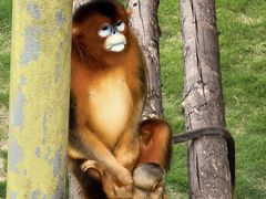 -西霞口神雕山野生动物世界