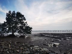 -宝安西湾红树林湿地公园