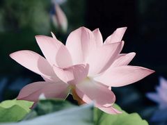 -石家庄市植物园