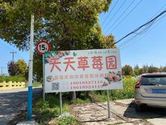 -青浦采草莓天天草莓园