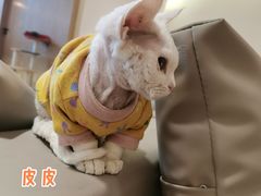 -猫腻·猫咖·撸猫馆(星光大道店)