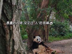 -成都大熊猫繁育研究基地