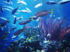 -迪拜帆船酒店海底餐厅