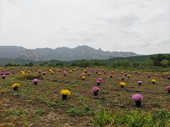 -紫云台香草园