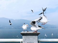 -海埂大坝