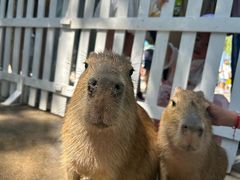 -北京野生动物园