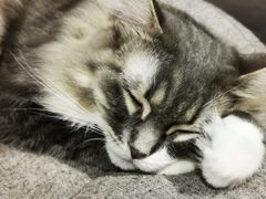 -more than meow吴止猫主题餐厅(承德 中船汇店)