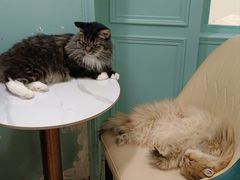 -安格丽娜·狗咖·猫咖羊驼咖(春熙路百盛商场店)