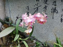-东莞植物园