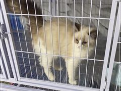 -喵百万·布偶·蓝金金渐层英短·猫舍(百子湾店)