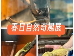 -上海大自然野生昆虫馆(东方明珠·爬宠昆虫探索中心)