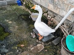 -小小河边鱼·黄辣丁鲜鱼锅(黎阳店)