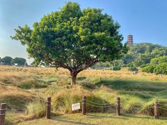 -红花山公园