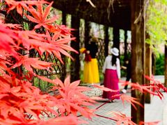 -大兴滨河森林公园