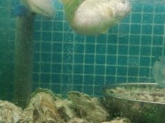 -白仁仔· 活烤海鲜 宵夜(豫园店)