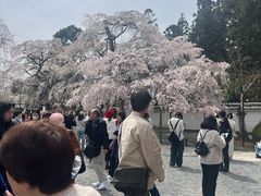 -醍醐寺