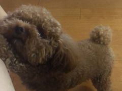 -爱侣宠医·鹦鹉专科·小型哺乳类·异宠专科(灵石路店)