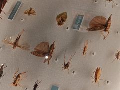 -美国自然历史博物馆