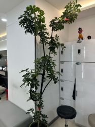 点击看大图 -HaLo hair studio