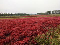 -莲花山花海